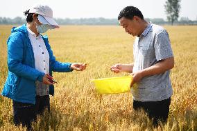 CHINA-HENAN-DENGZHOU-WHEAT (CN)