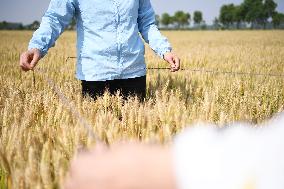 CHINA-HENAN-DENGZHOU-WHEAT (CN)