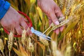 CHINA-HENAN-DENGZHOU-WHEAT (CN)