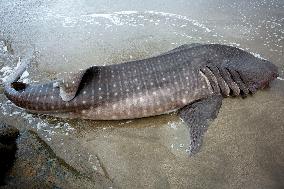 INDONESIA-WEST SUMATRA-STRANDED WHALE SHARK