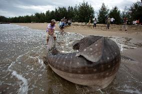 INDONESIA-WEST SUMATRA-STRANDED WHALE SHARK