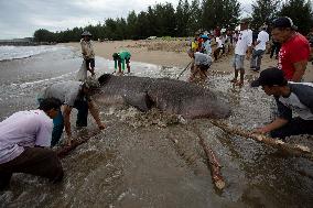 INDONESIA-WEST SUMATRA-STRANDED WHALE SHARK