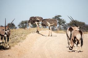 SOUTH AFRICA-NORTHERN CAPE-KGALAGADI TRANSFRONTIER PARK