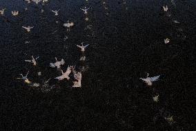 TURKEY-ANKARA-PELICANS