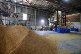 EGYPT-MENOUFIA-ANIMAL FARMING-CHINESE COMPANY-"NEW HOPE"