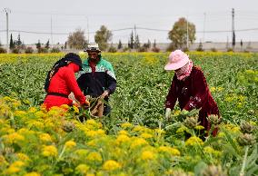 SYRIA-DAMASCUS-ARTICHOKE-HARVEST