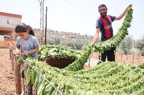 LEBANON-NABATIYEH-TOBACCO LEAVES-HARVEST