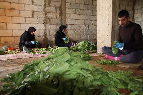 LEBANON-NABATIYEH-TOBACCO LEAVES-HARVEST