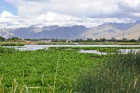 CHINA-TIBET-LHASA-WETLAND-WILDLIFE (CN)