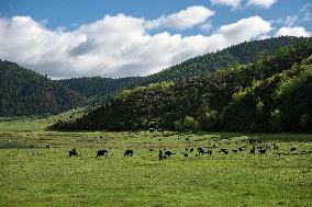 CHINA-YUNNAN-SHANGRI-LA-POTATSO NATIONAL PARK-SCENERY (CN)