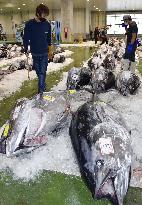 Season's 1st bluefin tuna haul in Tottori