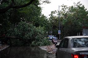 INDIA-NEW DELHI-THUNDERSTORM-UPROOTED TREES