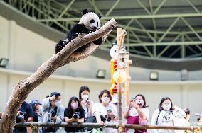 MALAYSIA-KUALA LUMPUR-GIANT PANDA-SHENG YI-BIRTHDAY