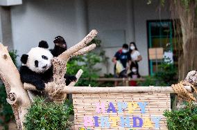 MALAYSIA-KUALA LUMPUR-GIANT PANDA-SHENG YI-BIRTHDAY