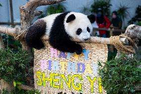 MALAYSIA-KUALA LUMPUR-GIANT PANDA-SHENG YI-BIRTHDAY