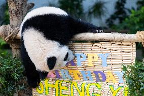 MALAYSIA-KUALA LUMPUR-GIANT PANDA-SHENG YI-BIRTHDAY