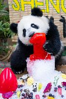 MALAYSIA-KUALA LUMPUR-GIANT PANDA-SHENG YI-BIRTHDAY