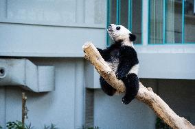 MALAYSIA-KUALA LUMPUR-GIANT PANDA-SHENG YI-BIRTHDAY