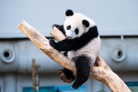 MALAYSIA-KUALA LUMPUR-GIANT PANDA-SHENG YI-BIRTHDAY