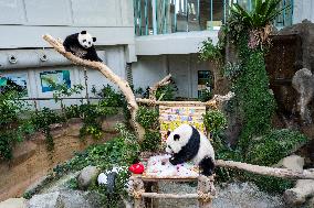 MALAYSIA-KUALA LUMPUR-GIANT PANDA-SHENG YI-BIRTHDAY