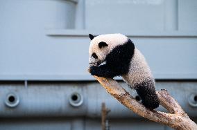 MALAYSIA-KUALA LUMPUR-GIANT PANDA-SHENG YI-BIRTHDAY