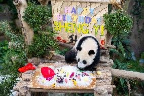 MALAYSIA-KUALA LUMPUR-GIANT PANDA-SHENG YI-BIRTHDAY