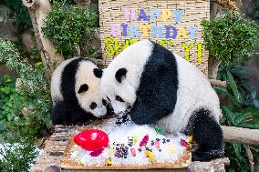 MALAYSIA-KUALA LUMPUR-GIANT PANDA-SHENG YI-BIRTHDAY