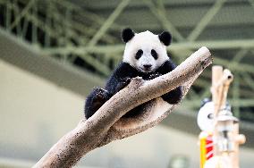 MALAYSIA-KUALA LUMPUR-GIANT PANDA-SHENG YI-BIRTHDAY