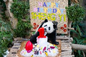 MALAYSIA-KUALA LUMPUR-GIANT PANDA-SHENG YI-BIRTHDAY