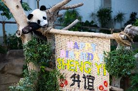 MALAYSIA-KUALA LUMPUR-GIANT PANDA-SHENG YI-BIRTHDAY