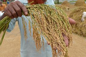 BANGLADESH-NILPHAMARI-CHINESE RICE HYBRIDS