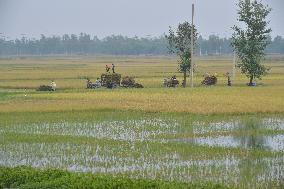 BANGLADESH-NILPHAMARI-CHINESE RICE HYBRIDS