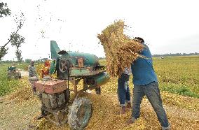 BANGLADESH-NILPHAMARI-CHINESE RICE HYBRIDS