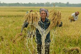 BANGLADESH-NILPHAMARI-CHINESE RICE HYBRIDS