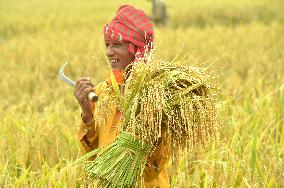 BANGLADESH-NILPHAMARI-CHINESE RICE HYBRIDS