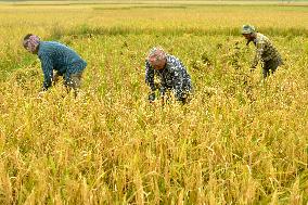 BANGLADESH-NILPHAMARI-CHINESE RICE HYBRIDS