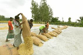 BANGLADESH-NILPHAMARI-CHINESE RICE HYBRIDS