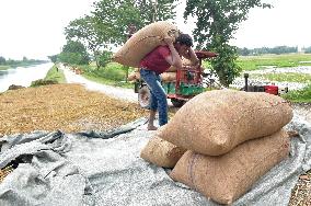 BANGLADESH-NILPHAMARI-CHINESE RICE HYBRIDS