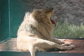 AFGHANISTAN-KABUL-ZOO