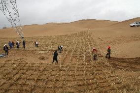 CHINA-NINGXIA-GRASS GRIDS (CN)