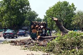 INDIA-NEW DELHI-FALLEN TREES-REMOVAL