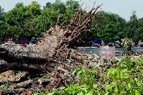 INDIA-NEW DELHI-FALLEN TREES-REMOVAL