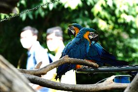 CHINA-SHANGHAI-ZOO-REOPENING (CN)