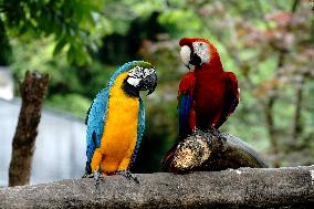 CHINA-SHANGHAI-ZOO-REOPENING (CN)