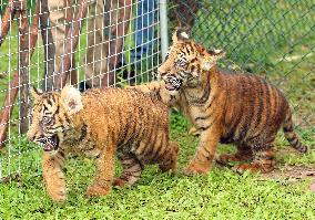 SRI LANKA-COLOMBO-TIGER CUBS
