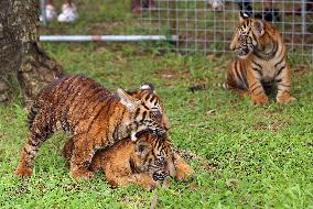 SRI LANKA-COLOMBO-TIGER CUBS