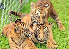 SRI LANKA-COLOMBO-TIGER CUBS