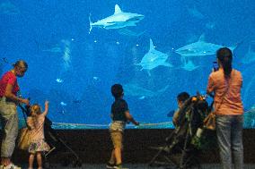 SINGAPORE-AQUARIUM