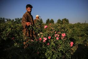 KASHMIR-ROSE FARMING-EXTRACTION OF ROSE OIL