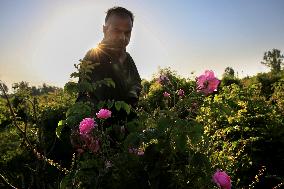 KASHMIR-ROSE FARMING-EXTRACTION OF ROSE OIL